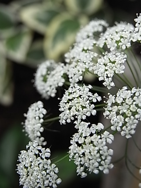 夏に向けた花壇の植え替え_f0188413_2356238.jpg