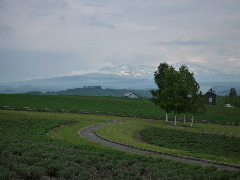 念願の母子二人旅 in 北海道_c0002614_23393669.jpg