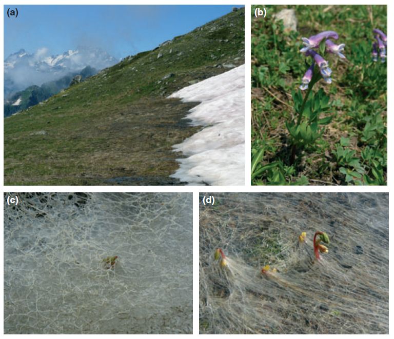 コーカサス山脈の残雪の上に根を張る植物_c0025115_21332192.jpg