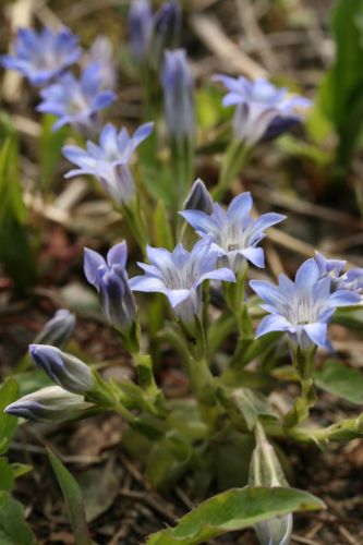 すみれ咲く白馬山麓１５　　北安曇野の花_a0040021_056044.jpg