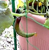 b0020028_18313583.jpg