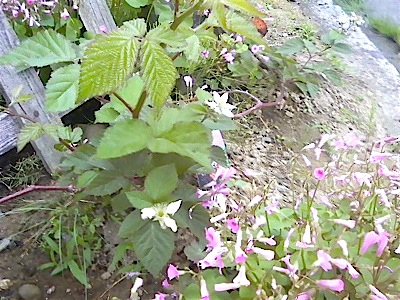 b0020028_18373932.jpg
