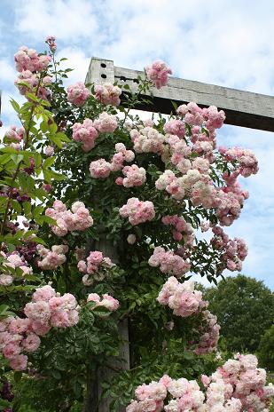 岐阜花フェスタ公園　Ｐａｒｔ．２_e0110038_22394624.jpg