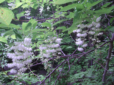 e0110940_1355776.jpg