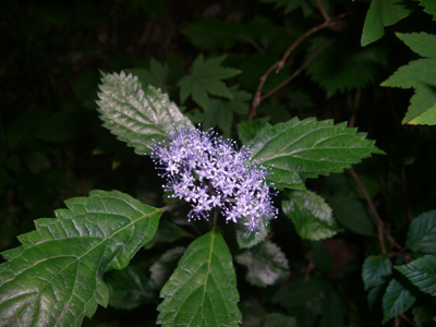 e0110940_1521576.jpg