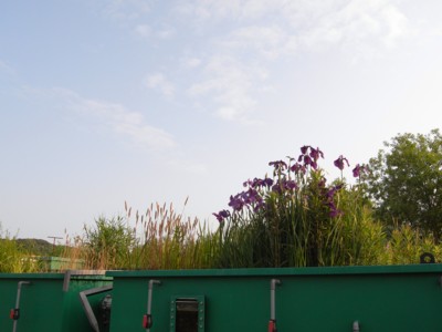 c0119142_5353874.jpg