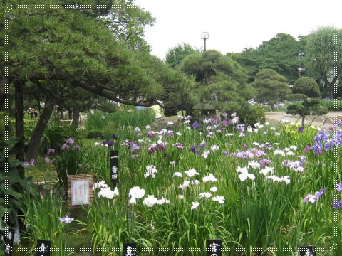 葛飾堀切菖蒲まつり～柴又～巣鴨散策♪_c0033145_22573110.jpg