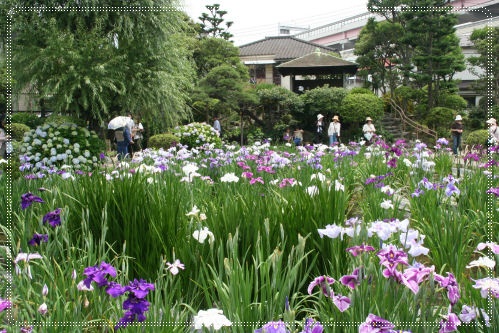 葛飾堀切菖蒲まつり～柴又～巣鴨散策♪_c0033145_231186.jpg