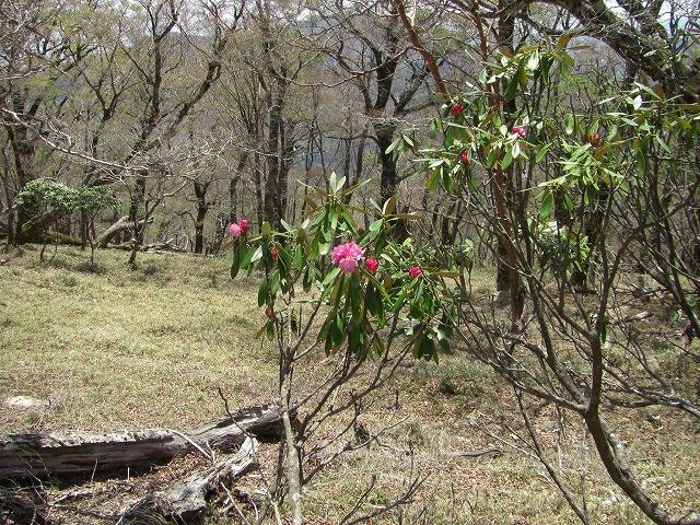 大台が原の石南花_a0122149_12394061.jpg