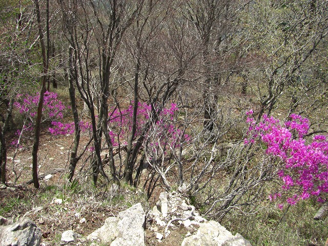 大台が原の石南花_a0122149_12402196.jpg