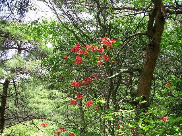 荒地山から最高峰へ_a0122149_13174323.jpg