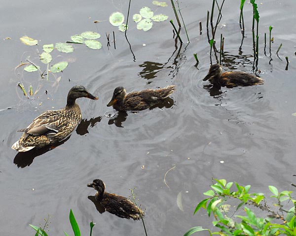 京都府立植物園のアジサイと深泥池のマガモ親子_e0035757_22581676.jpg