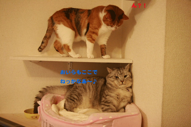 e0158561_22464041.gif