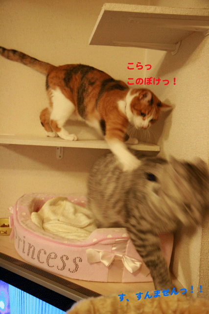 e0158561_22465767.gif