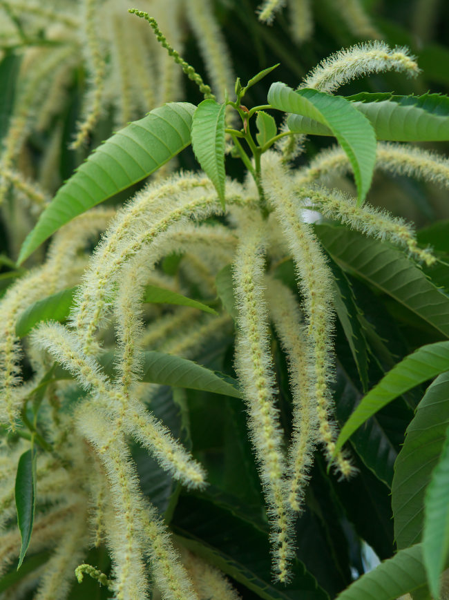 花栗の香り まほ 写真俳句