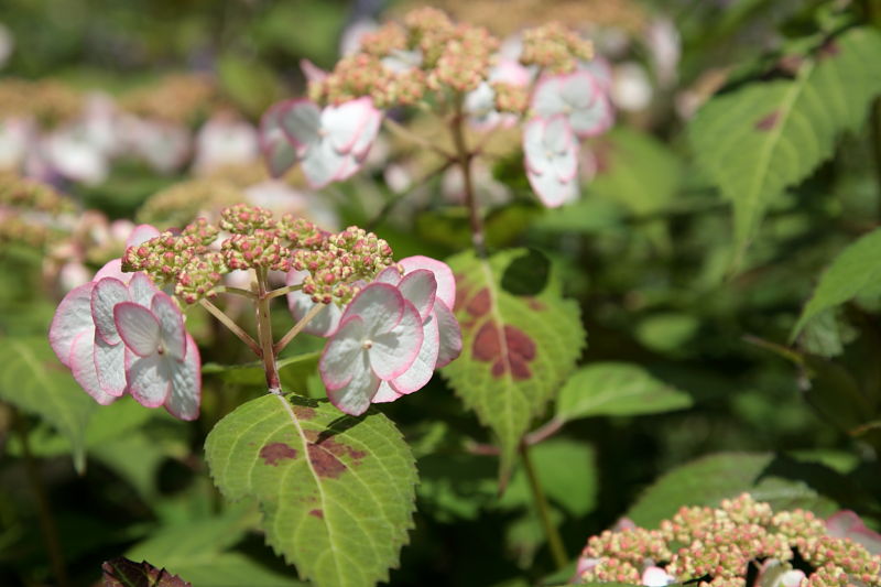 植物園の続き_a0117972_19451571.jpg