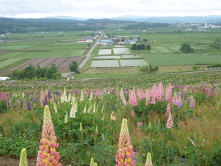ルピナスの花がそろそろ 北海道 石狩平野の北端沼田町にある公共の宿 大自然に抱かれた ほろしん温泉ほたる館 四季折々の短簡