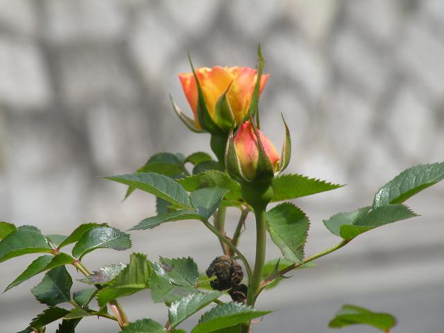 a0095980_16594871.jpg
