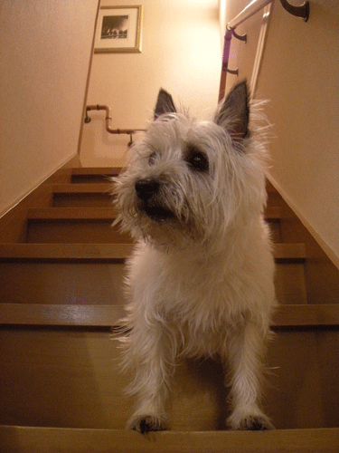 e0066883_2321724.gif