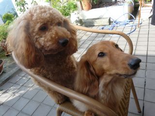 2009年6月12日 マドンナ作戦_b0098584_18473691.jpg