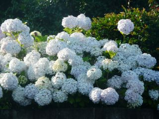 2009年6月12日 マドンナ作戦_b0098584_18494712.jpg