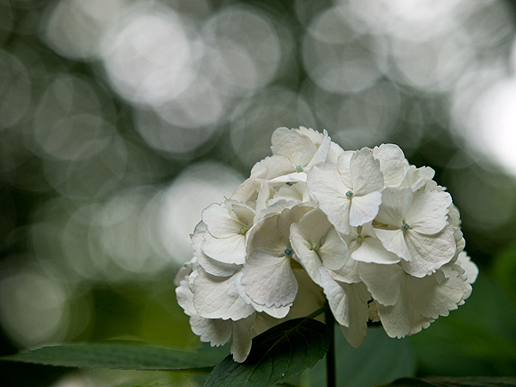 一雨ごとに・・・_c0140196_14241962.jpg