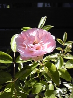 f0017897_1562865.jpg