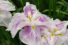 c0124100_1717363.jpg