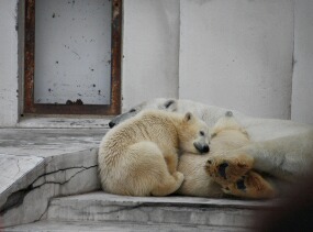 動物園遠足_e0051200_16482697.jpg