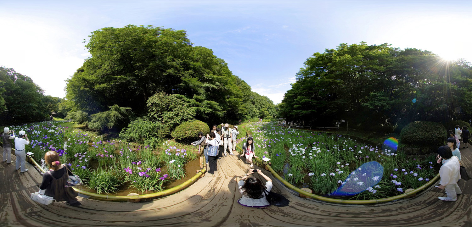 Meiji Jingu Gyoen,Iris Garden　明治神宮御苑の花菖蒲_d0108602_11415715.jpg