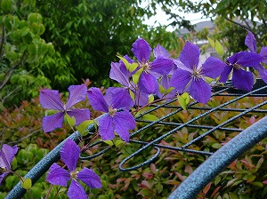 a0123003_16233596.jpg