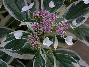 a0123003_21292981.jpg