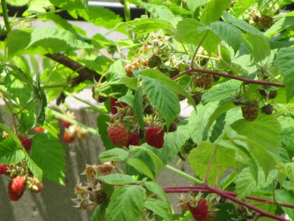b0134603_20563859.jpg