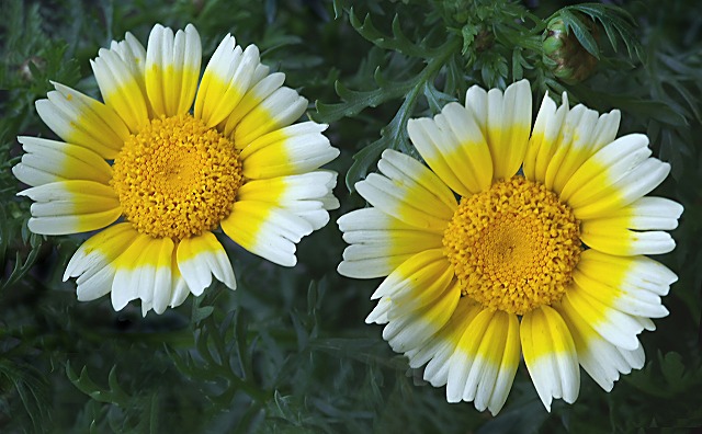 e0039703_17224171.jpg