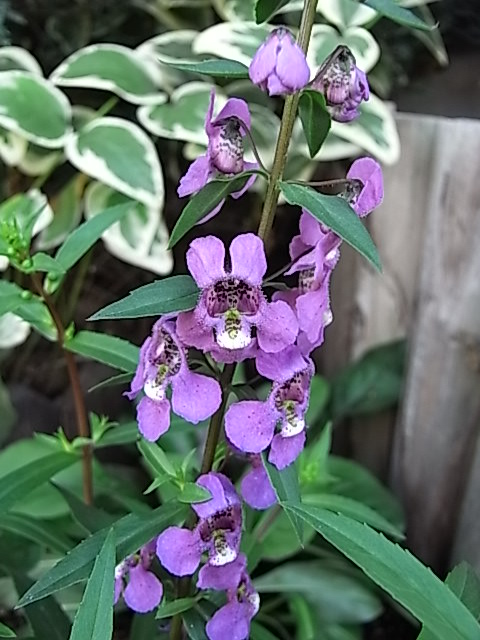 夏に向けた花壇の植え替え_f0188413_01843.jpg