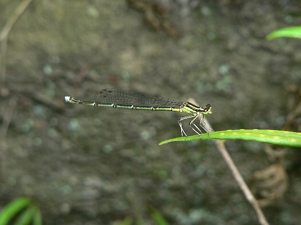 e0002314_032021.jpg
