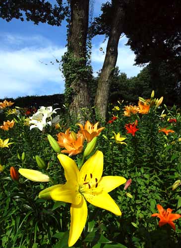 ユリの花　（６月１２日　ところざわ・ゆり園にて）_a0023315_11184345.jpg