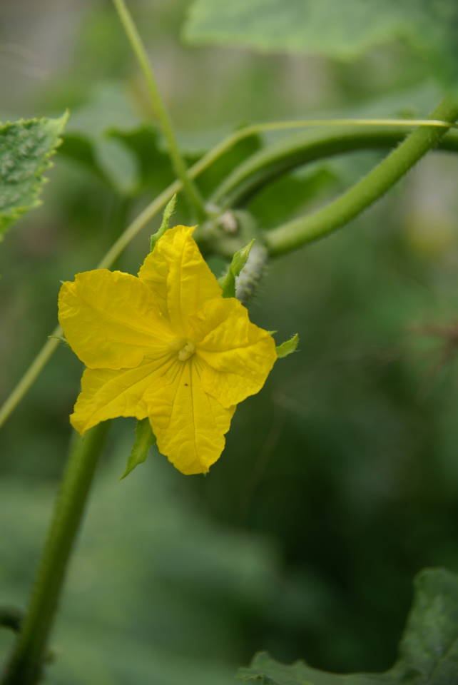 キュウリ 雌花 雄花 H邸の四季