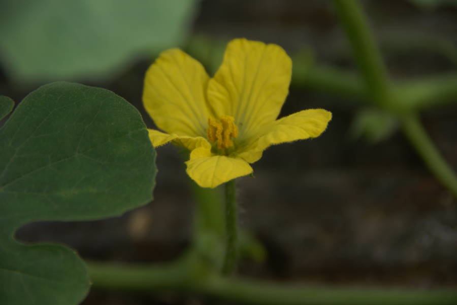 スイカ 雄花 雌花 H邸の四季