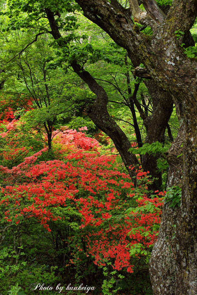 赤城高原_f0035323_8354787.jpg