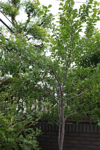 f0170524_15524680.jpg
