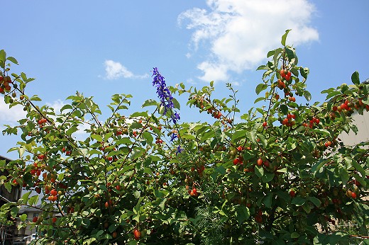 d0029333_20401256.jpg