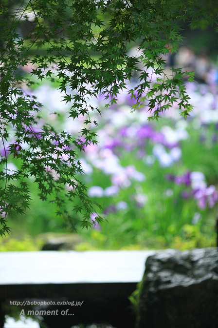 明月院　庭園内の花菖蒲_d0143741_933720.jpg