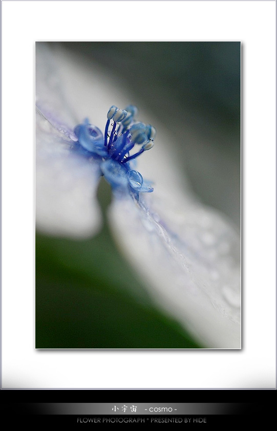 Rainy Flower * 紫陽花物語　2009　　- 3 -_c0095342_21321883.jpg