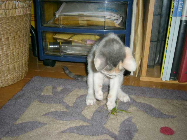 恐るべし猫族の本能 _a0126743_22492175.jpg