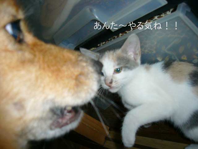 お転婆な2匹 その4 _a0126743_22543585.jpg