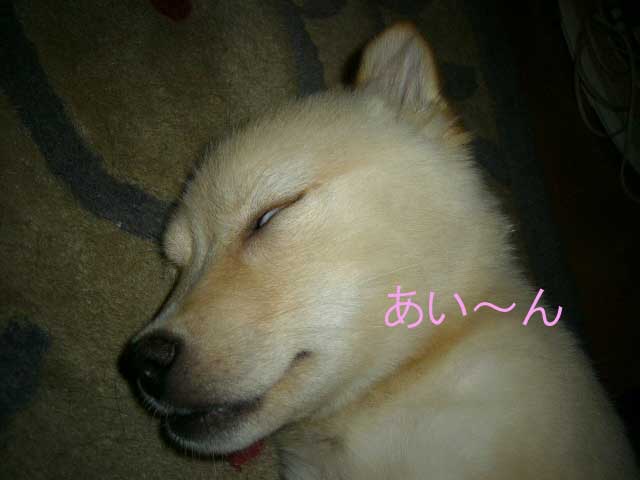あい~ん _a0126743_23485245.jpg