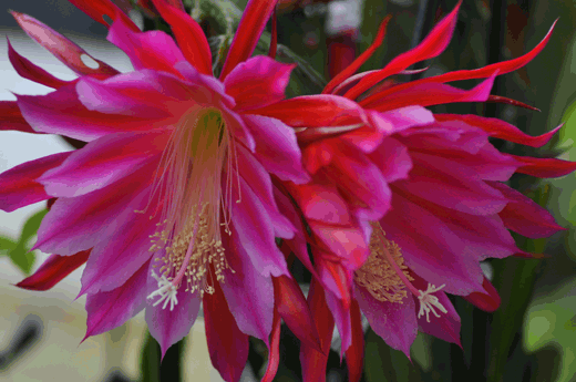 c0093046_1755679.gif