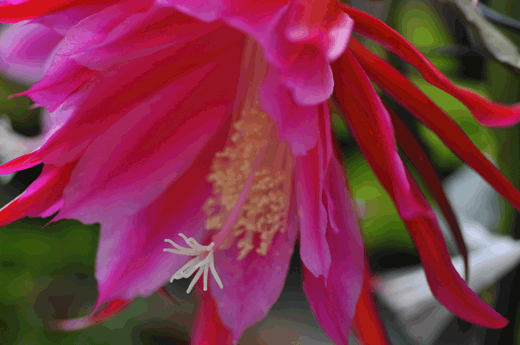 c0093046_1761311.gif