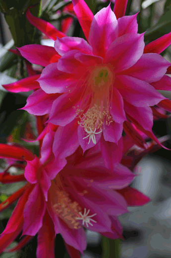 c0093046_1763651.gif